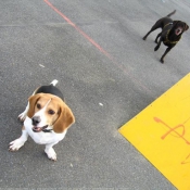 Photo de Races diffrentes