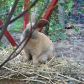 Photo de Lapin