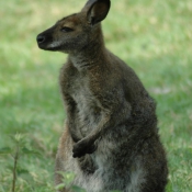 Photo de Wallaby