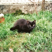 Photo de Chat domestique