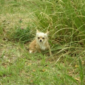 Photo de Chihuahua  poil long