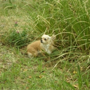 Photo de Chihuahua  poil long