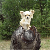 Photo de Chihuahua  poil long