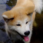 Photo d'Akita inu