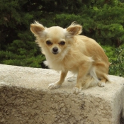 Photo de Chihuahua  poil long