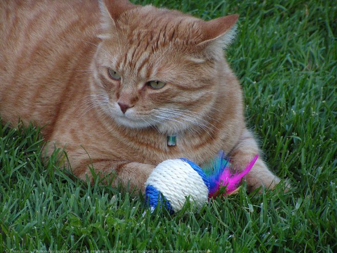 Photo de Chat domestique