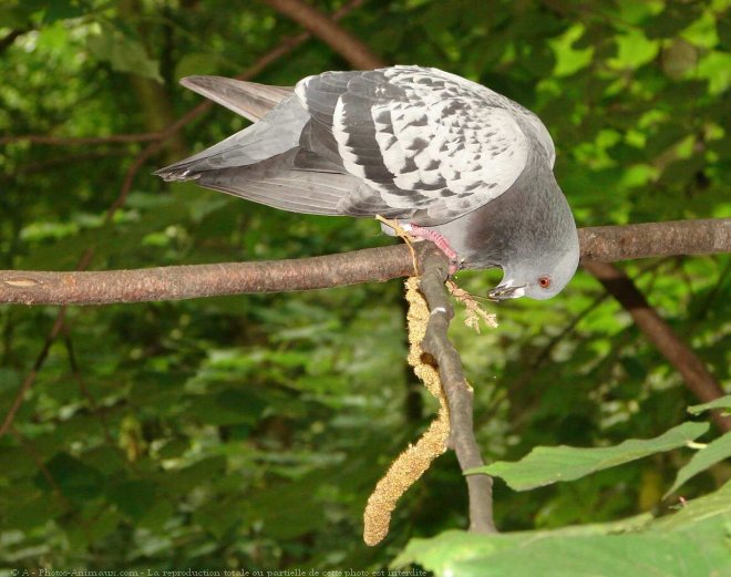 Photo de Pigeon