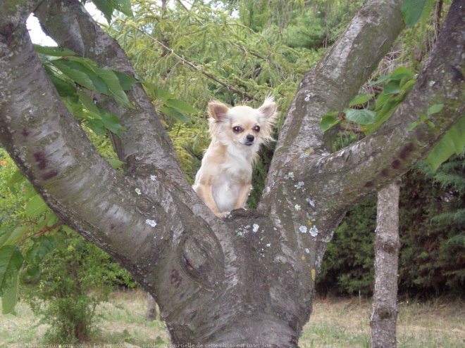 Photo de Chihuahua  poil long