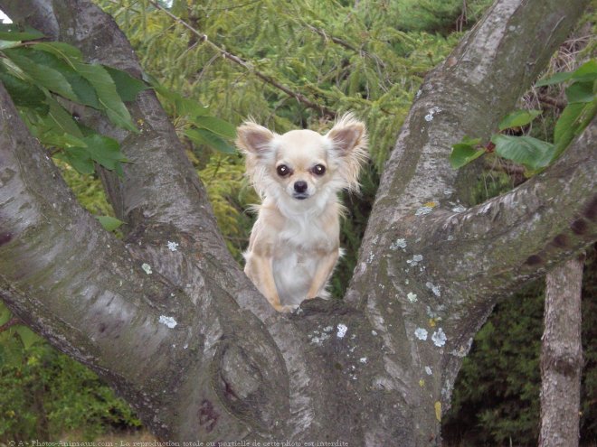 Photo de Chihuahua  poil long