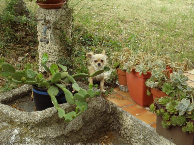 Photo de Chihuahua  poil long