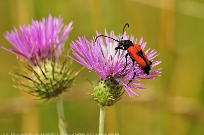 Photo de Coloptre