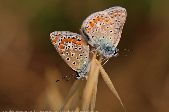 Photo de Papillon