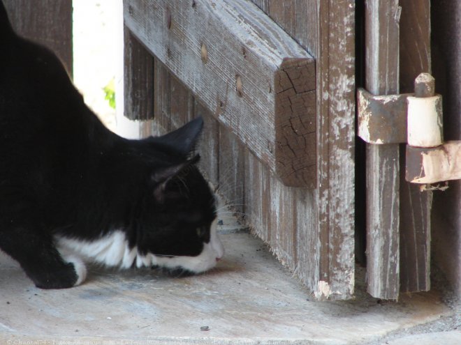 Photo de Chat domestique