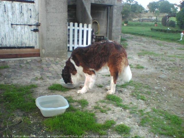 Photo de Saint-bernard poil long