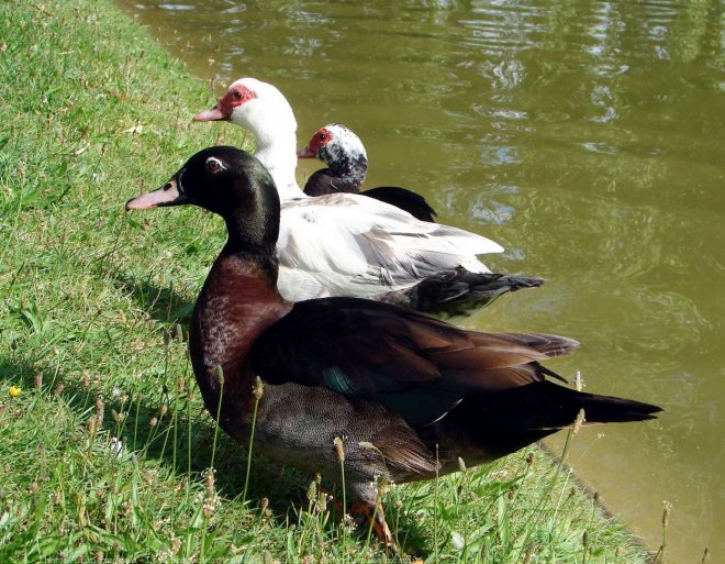 Photo de Canard