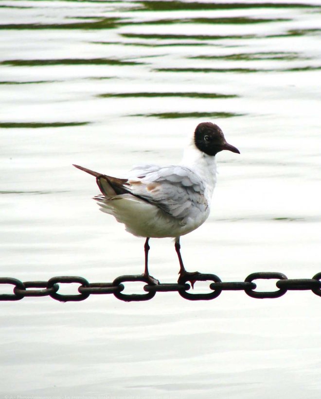 Photo de Mouette