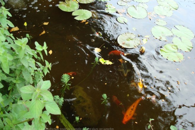 Photo de Poissons rouges