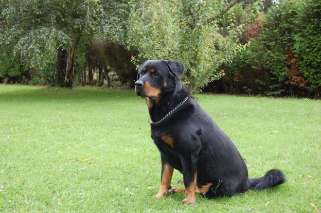 Photo de Rottweiler