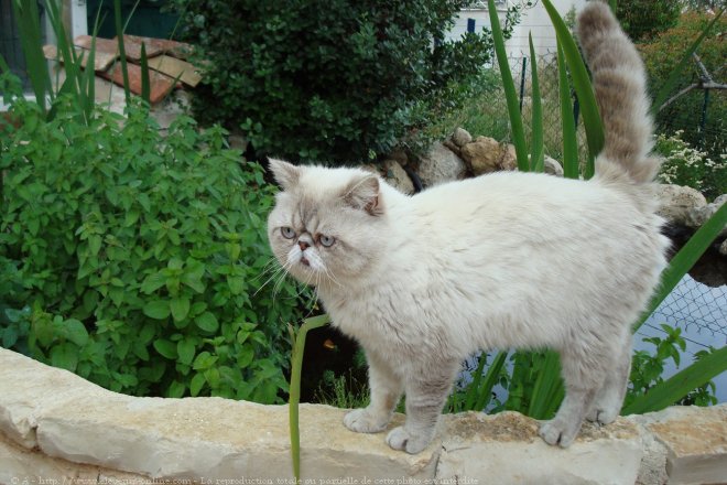 Photo d'Exotic shorthair