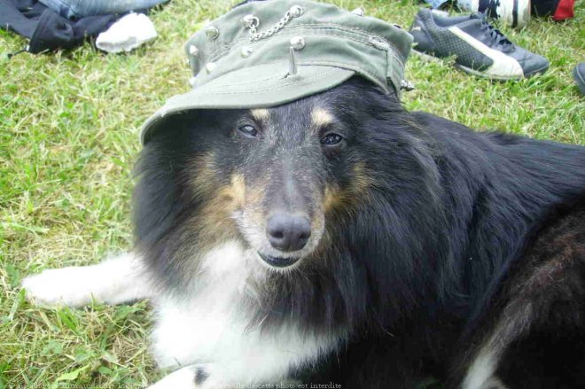 Photo de Chien de berger des shetland