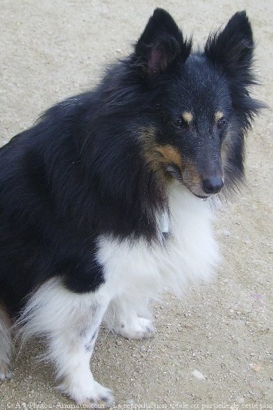 Photo de Chien de berger des shetland