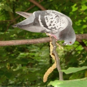 Photo de Pigeon