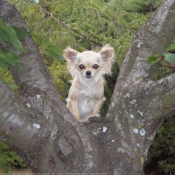 Photo de Chihuahua  poil long