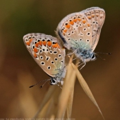 Photo de Papillon