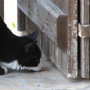 Photo de Chat domestique