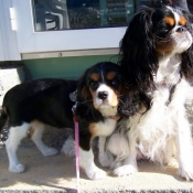 Photo de Cavalier king charles spaniel