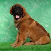 Photo de Leonberg