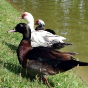 Photo de Canard