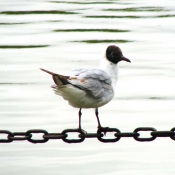 Photo de Mouette