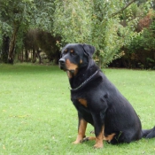 Photo de Rottweiler