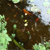 Photo de Poissons rouges