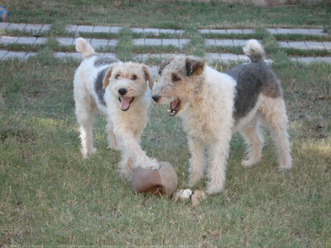 Photo de Fox terrier  poil dur