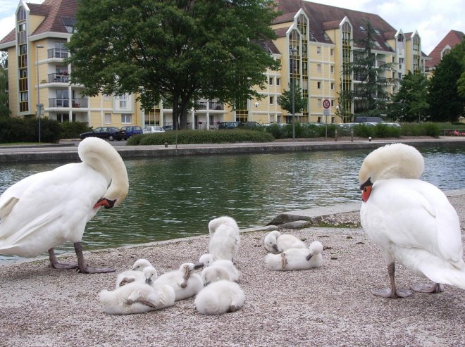 Photo de Cygne