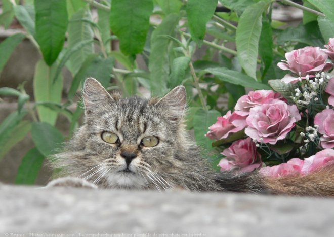 Photo de Chat domestique