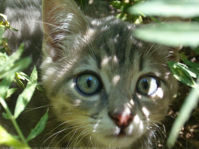 Photo de Chat domestique