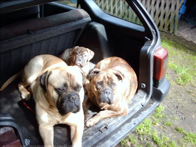 Photo de Bullmastiff