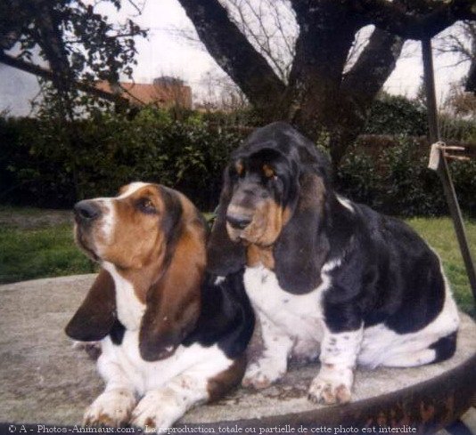 Photo de Basset hound