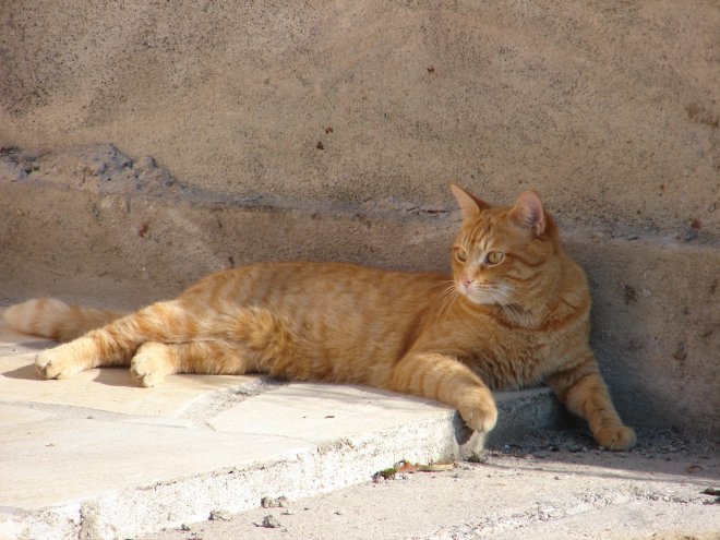 Photo de Chat domestique