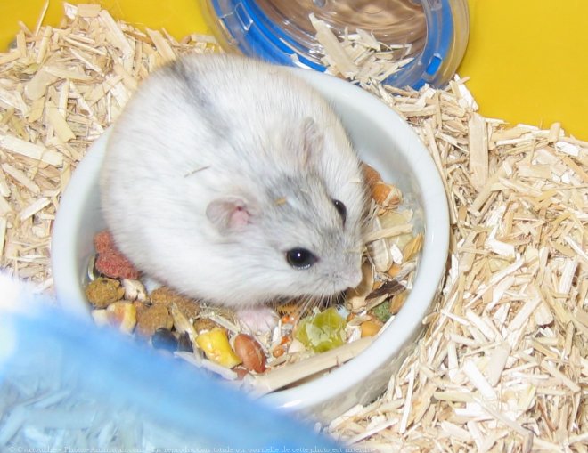 Photo de Hamster