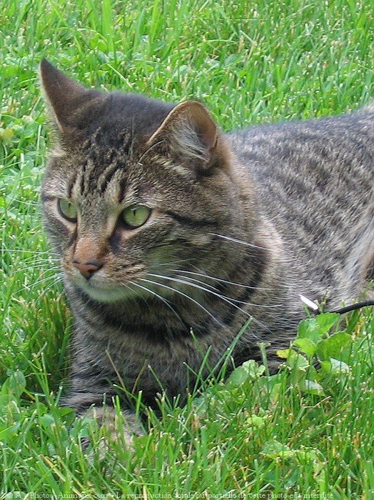 Photo de Chat domestique