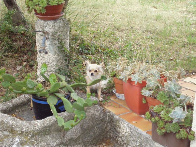 Photo de Chihuahua  poil long