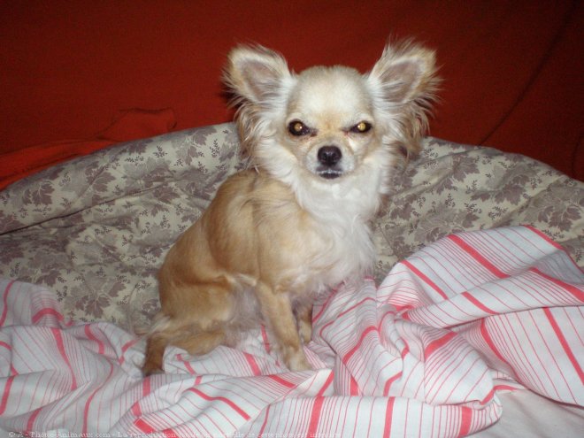 Photo de Chihuahua  poil long