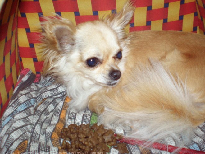 Photo de Chihuahua  poil long