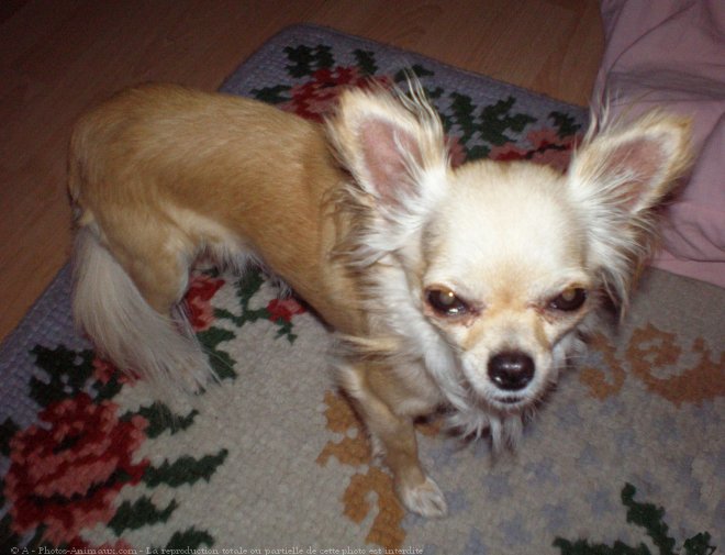 Photo de Chihuahua  poil long