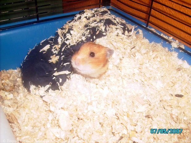 Photo de Hamster