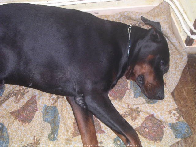 Photo de Dobermann